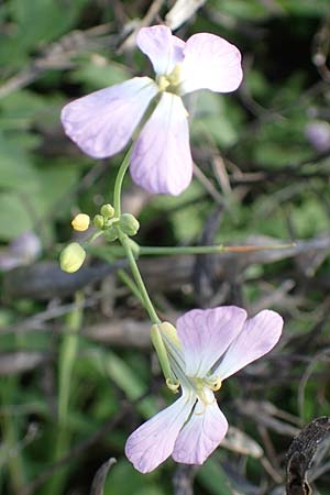 Raphanus sativus var. oleiformis \ �l-Rettich / Oil Radish, Fodder Radish, D Odenwald, Rimbach 24.10.2022