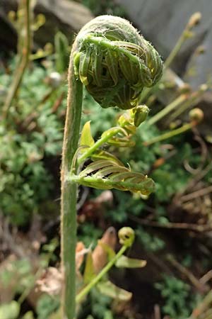 Osmunda regalis \ K&ouml;nigs-Farn / Royal Fern, D   8.4.2024