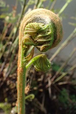 Osmunda regalis \ K&ouml;nigs-Farn / Royal Fern, D   8.4.2024