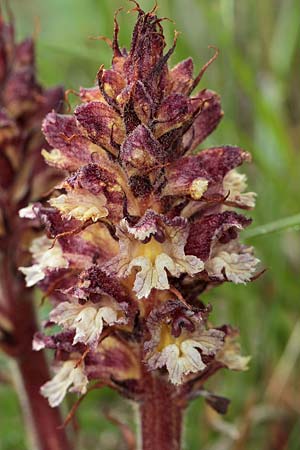 Orobanche reticulata subsp. reticulata, Netzige Distel-Moos