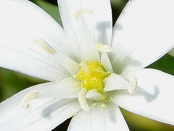 Ornithogalum vulgare \ Gew�hnlicher Milchstern / Common Star of Bethlehem, D Passau 12.4.2024 (Photo: Eva Knon)
