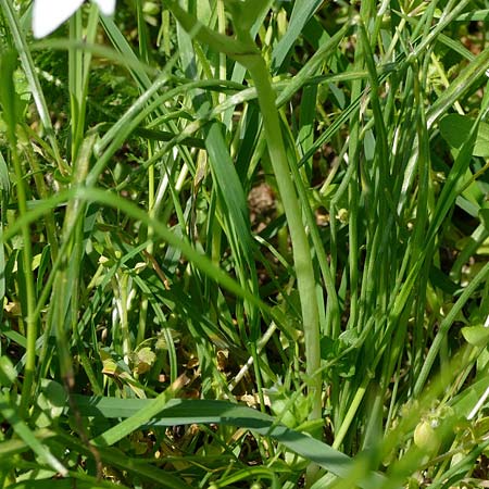 Ornithogalum vulgare \ Gew�hnlicher Milchstern / Common Star of Bethlehem, D Passau 12.4.2024 (Photo: Eva Knon)