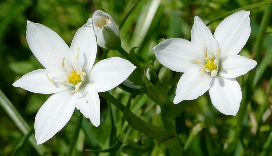 Ornithogalum vulgare \ Gew�hnlicher Milchstern / Common Star of Bethlehem, D Passau 12.4.2024 (Photo: Eva Knon)