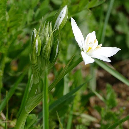 Ornithogalum vulgare \ Gew�hnlicher Milchstern / Common Star of Bethlehem, D Passau 12.4.2024 (Photo: Eva Knon)