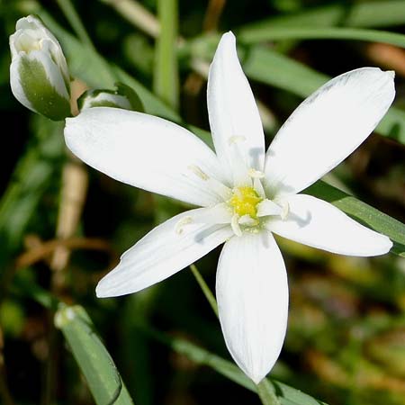 Ornithogalum vulgare \ Gew�hnlicher Milchstern / Common Star of Bethlehem, D Passau 12.4.2024 (Photo: Eva Knon)