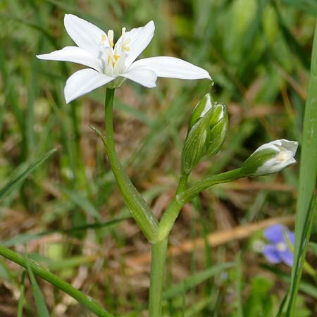 Ornithogalum vulgare \ Gew�hnlicher Milchstern / Common Star of Bethlehem, D Passau 12.4.2024 (Photo: Eva Knon)