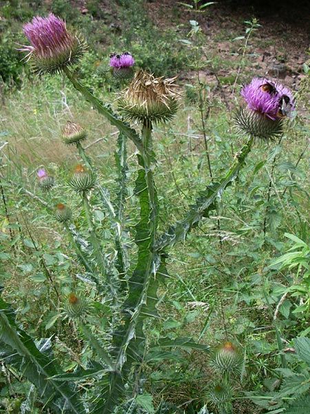 Onopordum acanthium \ Gew�hnliche Esels-Distel / Cotton Thistle, D Enkenbach-Alsenborn 20.7.2008