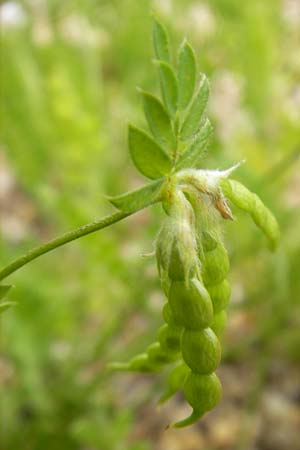 Ornithopus sativus \ Gro�er Vogelfu�, Seradella / Common Bird's-Foot, D Botan. Gar.  Universit.  Mainz 11.7.2009
