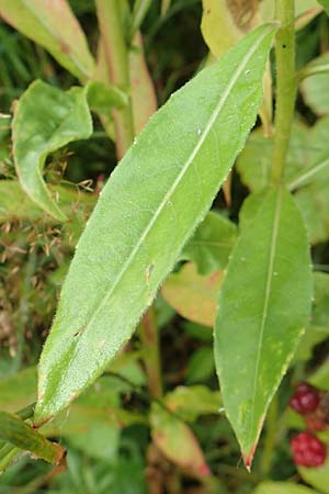 Oenothera erythropoda \ Nachtkerze / Evening Primrose, D Rheinstetten-Forchheim 23.7.2016