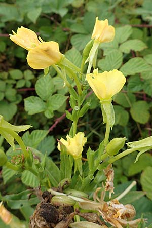 Oenothera erythropoda \ Nachtkerze / Evening Primrose, D Rheinstetten-Forchheim 23.7.2016