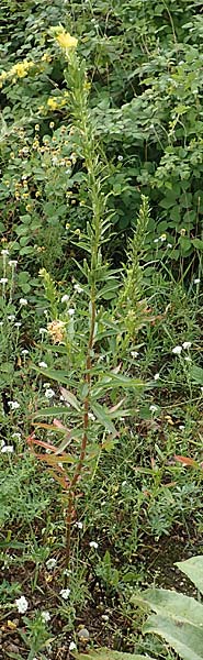Oenothera erythropoda \ Nachtkerze / Evening Primrose, D Rheinstetten-Forchheim 23.7.2016