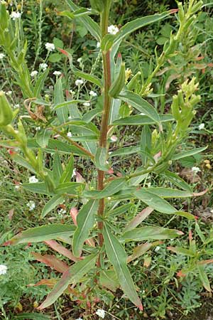 Oenothera erythropoda \ Nachtkerze / Evening Primrose, D Rheinstetten-Forchheim 23.7.2016