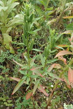 Oenothera erythropoda \ Nachtkerze / Evening Primrose, D Rheinstetten-Forchheim 23.7.2016