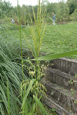 Oryza sativa \ Reis / Rice, D Botan. Gar.  Universit.  T&uuml;bingen 3.9.2016