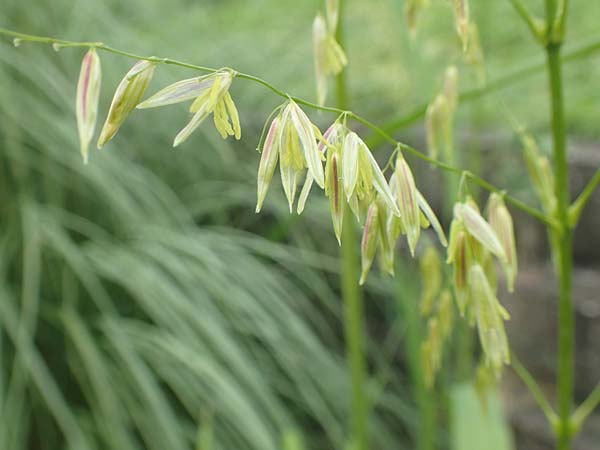 Oryza sativa \ Reis / Rice, D Botan. Gar.  Universit.  T&uuml;bingen 3.9.2016