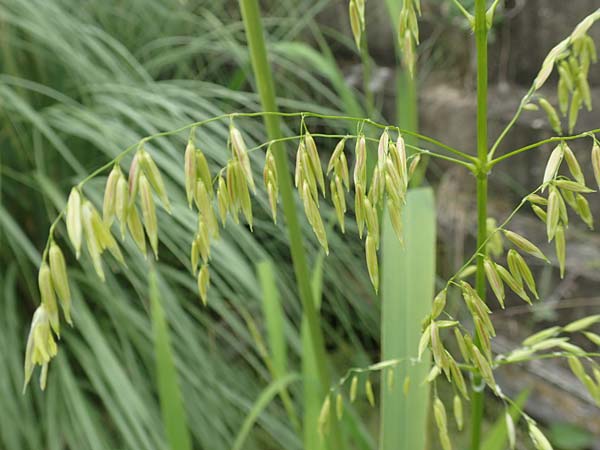 Oryza sativa \ Reis / Rice, D Botan. Gar.  Universit.  T&uuml;bingen 3.9.2016
