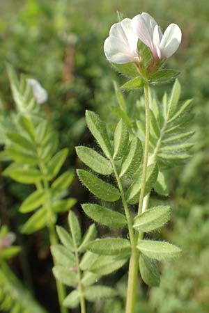 Ornithopus sativus \ Gro�er Vogelfu�, Seradella / Common Bird's-Foot, D Mannheim 24.10.2019