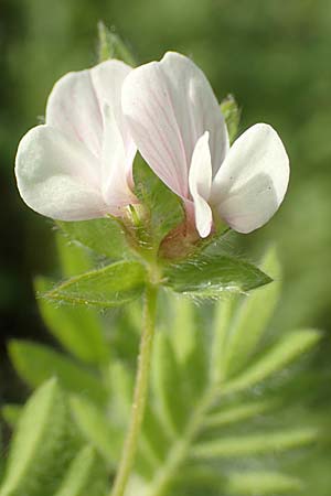 Ornithopus sativus \ Gro�er Vogelfu�, Seradella / Common Bird's-Foot, D Mannheim 24.10.2019