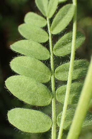 Ornithopus sativus \ Gro�er Vogelfu�, Seradella / Common Bird's-Foot, D Mannheim 24.10.2019