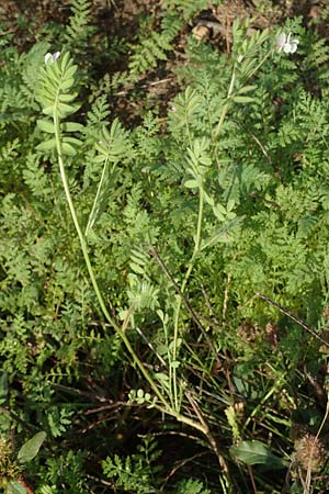 Ornithopus sativus \ Gro�er Vogelfu�, Seradella / Common Bird's-Foot, D Mannheim 24.10.2019
