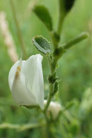 Ononis spinosa \ Dornige Hauhechel / Spiny Restharrow, D Gr&uuml;nstadt-Asselheim 15.6.2020