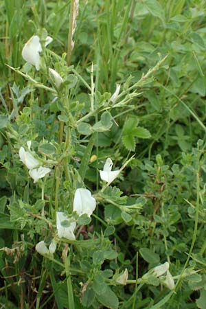 Ononis spinosa \ Dornige Hauhechel / Spiny Restharrow, D Gr&uuml;nstadt-Asselheim 15.6.2020