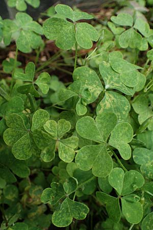 Oxalis stricta \ Aufrechter Sauerklee / Upright Oxalis, D Bochum 8.8.2021
