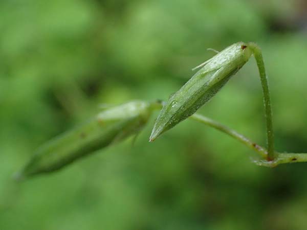 Oxalis stricta \ Aufrechter Sauerklee / Upright Oxalis, D Bochum 8.8.2021
