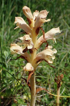 Orobanche teucrii \ Gamander-Sommerwurz / Germander Broomrape, D Gr&uuml;nstadt-Asselheim 16.6.2021