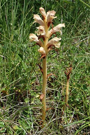 Orobanche teucrii, Gamander-Moos