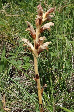 Orobanche teucrii \ Gamander-Sommerwurz / Germander Broomrape, D Gr&uuml;nstadt-Asselheim 16.6.2021