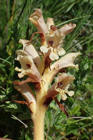 Orobanche teucrii \ Gamander-Sommerwurz / Germander Broomrape, D Gr&uuml;nstadt-Asselheim 16.6.2021