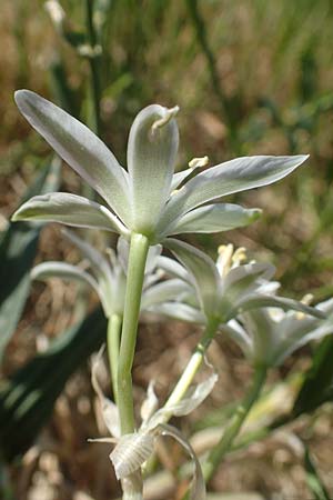 Ornithogalum divergens \ Spreizender Dolden-Milchstern / Lesser Star of Bethlehem, D Gr&uuml;nstadt-Asselheim 26.4.2020