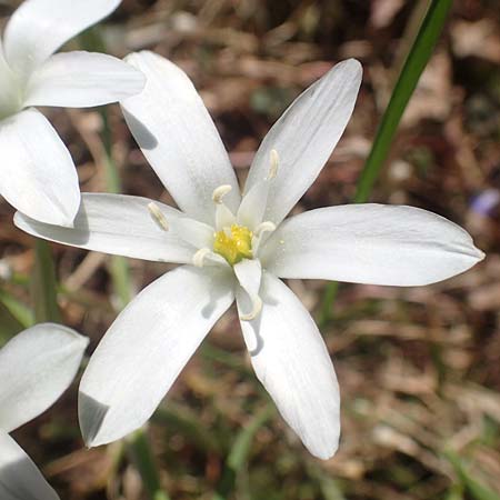 Ornithogalum divergens \ Spreizender Dolden-Milchstern / Lesser Star of Bethlehem, D Gr&uuml;nstadt-Asselheim 26.4.2020