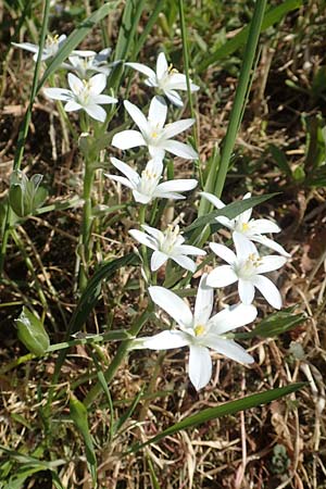 Ornithogalum divergens \ Spreizender Dolden-Milchstern / Lesser Star of Bethlehem, D Gr&uuml;nstadt-Asselheim 26.4.2020