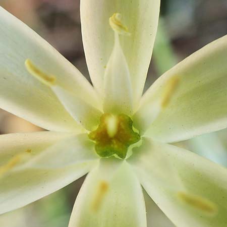 Ornithogalum divergens \ Spreizender Dolden-Milchstern / Lesser Star of Bethlehem, D Gr&uuml;nstadt-Asselheim 26.4.2020