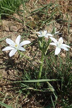 Ornithogalum divergens \ Spreizender Dolden-Milchstern / Lesser Star of Bethlehem, D Gr&uuml;nstadt-Asselheim 26.4.2020