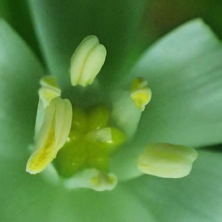 Ornithogalum angustifolium \ Schmalbl�ttriger Milchstern / Narrow-Leaved Star of Bethlehem, D Eiersheim 31.5.2025