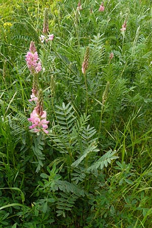 Onobrychis viciifolia \ Futter-Esparsette, Saat-Esparsette / Sainfoin, D Mannheim 4.5.2024