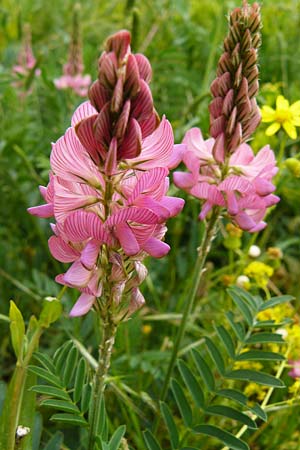 Onobrychis viciifolia \ Futter-Esparsette, Saat-Esparsette / Sainfoin, D Mannheim 4.5.2024