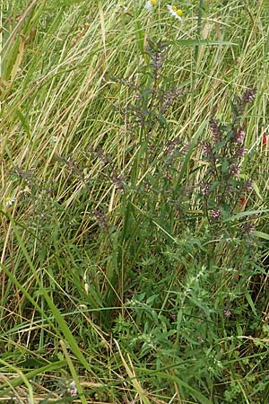 Odontites vernus \ Fr�hlings-Zahntrost / Red Bartsia, D Tiefenbronn 26.6.2016