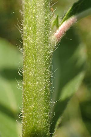 Oenothera suaveolens \ Wohlriechende Nachtkerze / Smelling Evening Primrose, D R&ouml;merberg 8.7.2017