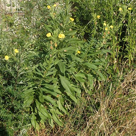 Oenothera suaveolens \ Wohlriechende Nachtkerze / Smelling Evening Primrose, D R&ouml;merberg 8.7.2017