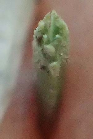 Festuca ovina subsp. ovina \ Schaf-Schwingel / Sheep Fescue, D Neuburgweier 5.6.2018