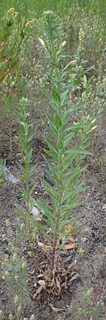 Oenothera villosa \ Wei�haarige Nachtkerze / Hairy Evening Primrose, D Schwetzingen 28.6.2018