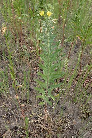 Oenothera villosa \ Wei�haarige Nachtkerze / Hairy Evening Primrose, D Schwetzingen 7.7.2018