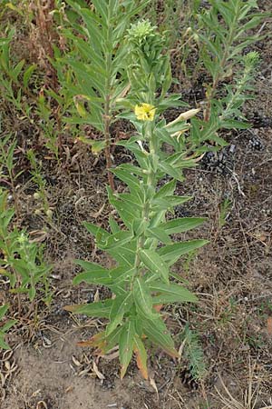 Oenothera villosa \ Wei�haarige Nachtkerze / Hairy Evening Primrose, D Schwetzingen 7.7.2018