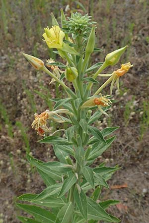 Oenothera villosa \ Wei�haarige Nachtkerze / Hairy Evening Primrose, D Schwetzingen 7.7.2018