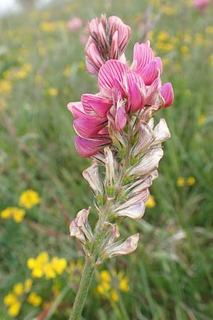 Onobrychis viciifolia \ Futter-Esparsette, Saat-Esparsette / Sainfoin, D Neuleiningen 14.5.2020