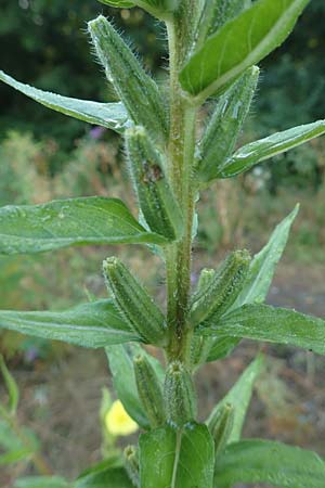 Oenothera palatina \ Pf�lzer Nachtkerze / Palatinian Evening Primrose, D Bickenbach 17.7.2018